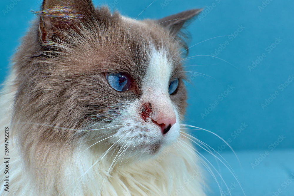 Allergic skin diseases in domestic cats. cat's wound from dermatitis. Skin diseases in cats. Cat pimples. Atypical dermatitis in a domestic cat. Feline Allergies in Cats