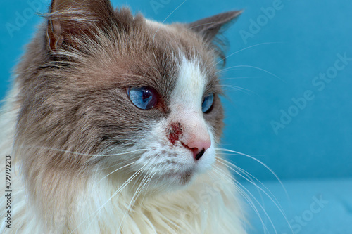Obraz na płótnie Allergic skin diseases in domestic cats. cat's wound from dermatitis. Skin diseases in cats. Cat pimples. Atypical dermatitis in a domestic cat. Feline Allergies in Cats w salonie