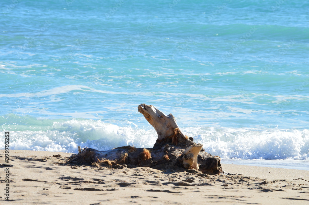 Fototapeta premium Madero varado en la playa