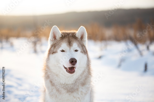 Close-up portrait of beautiful siberian Husky dog sitting in winter field at sunset.