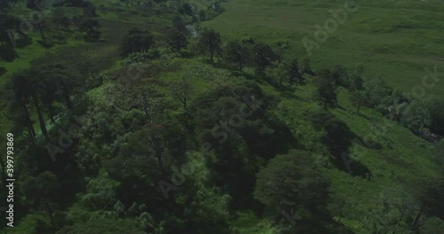 Aerial circling native ancient Scots Pine forest Coille Coire Chuilc - Scots Pine (Pinus Silvestris) - near Tyndrum in the Scottish Highlands by the banks of the Cononish River photo