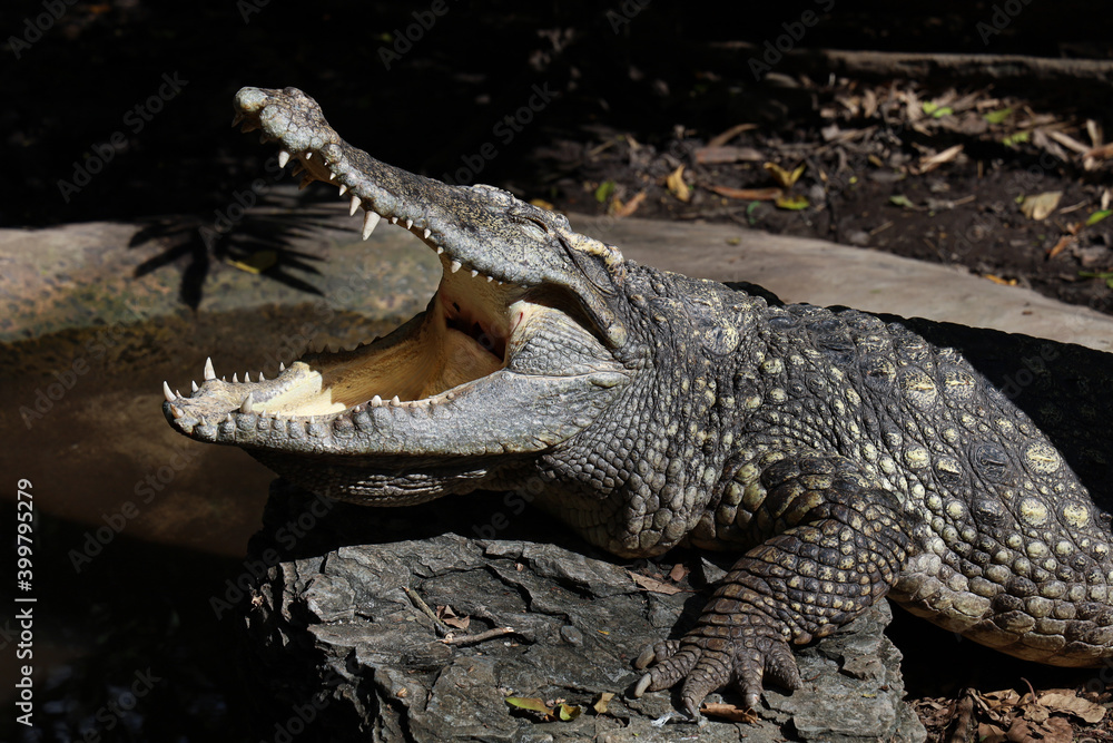 Fototapeta premium Close up crocodile is sleep and rest in garden