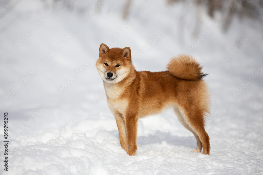 cute and happy shiba inu puppy standing in the forest in winter. Beautiful red Japanese shiba inu female dog on the snow cute and happy shiba inu puppy standing in the forest in winter. Beautiful red Japanese shiba inu female dog on the snow