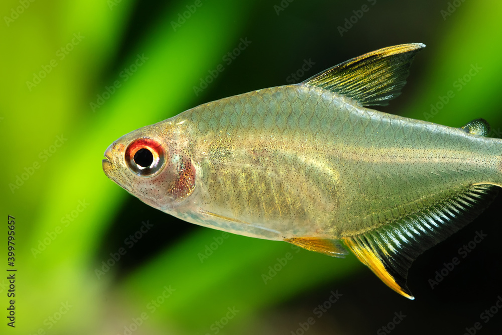 Fototapeta premium Close-up aquarium fish the Lemon tetra Hyphessobrycon pulchripinnis. Freshwater tank exotic fish translucent yellow, pearlescent lustre colors body. Shallow depth of field