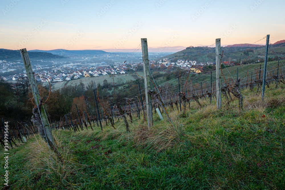 Obraz premium Vineyard in winter dawn