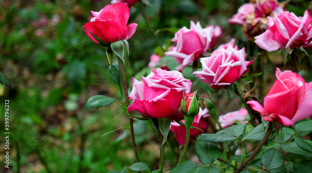 Beautiful pink roses with thorns blooming on the flowerbed in the garden Beautiful pink roses with thorns blooming on the flowerbed in the garden