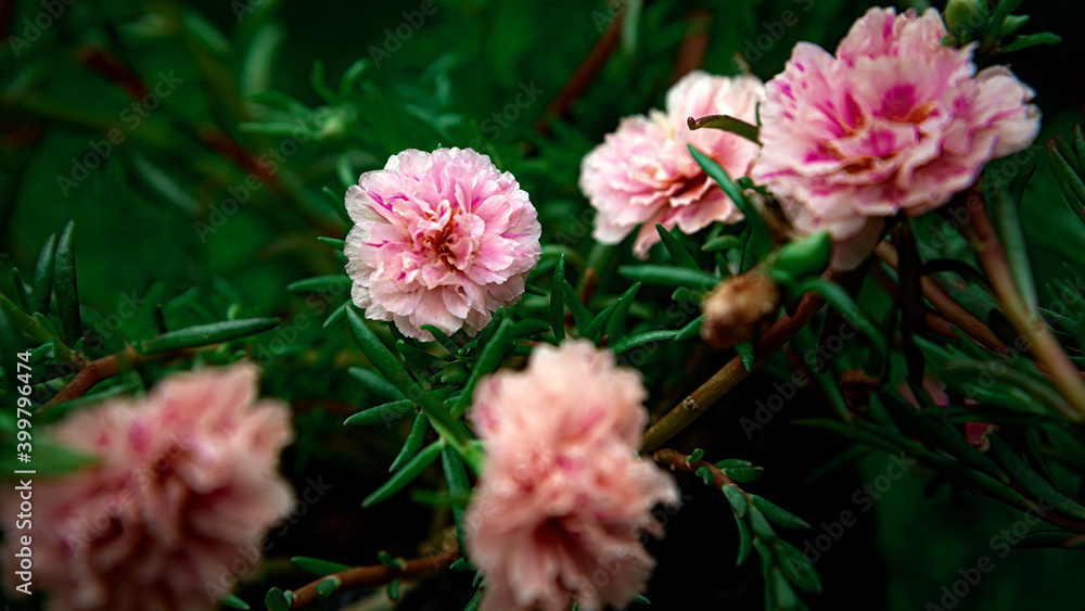 pink portulaca beutiful flower blooming in garden 