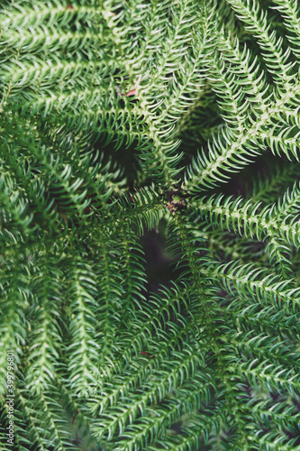 Beautiful christmas background with cedar needles.