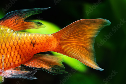 Сlose-up of tail and fins of aquarium fish the rosy barb Pethia conchonius, subtropical freshwater cyprinid fish. Bright orange gold pattern. Shallow depth of field. Shallow depth of field. photo