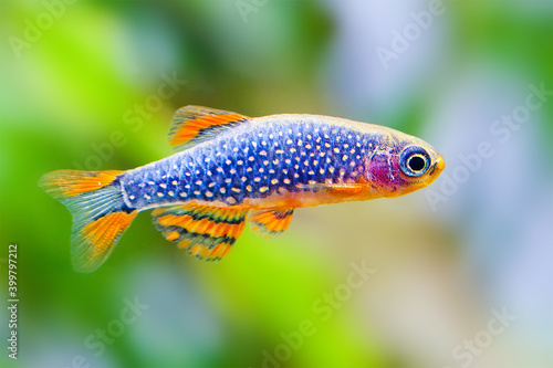 The celestial pearl danio Margaritatus Galaxy Microrasbora. aquarium fish. Macro view, shallow depth of field
