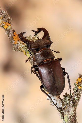 Lucanus cervus photo