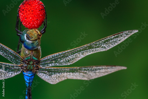 Dragonfly