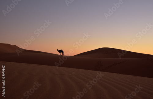 Sonnenuntergang in der W  ste mit einer Silhouette eines Kamels  das auf einer D  ne steht