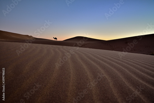 Ansicht eines entfernten Kamels im Abendlicht  das auf einer Sandd  ne in der W  ste steht.
