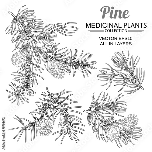 pine vector set