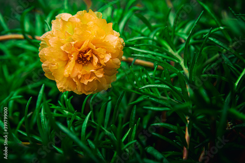 yellow mose rose colorful blooming pretty flower in garden