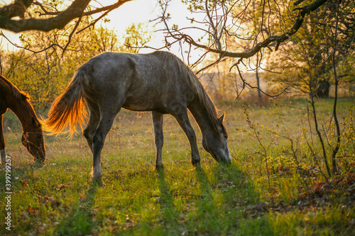 Graceful horses feed at sunset
