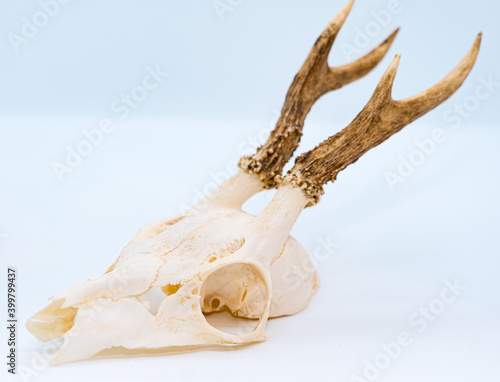 roe buck skull