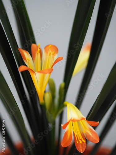 Tropical flower lily growing in a house in the northern country of Russia on a gray background. photo