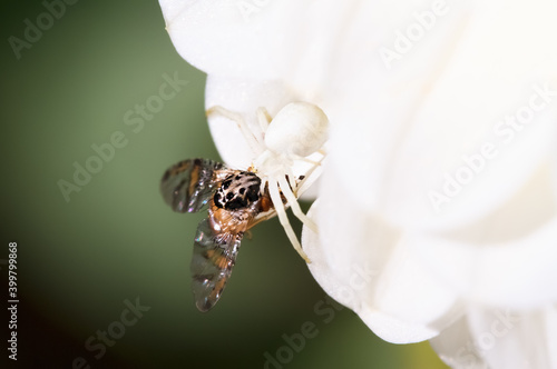 Araña cazando photo