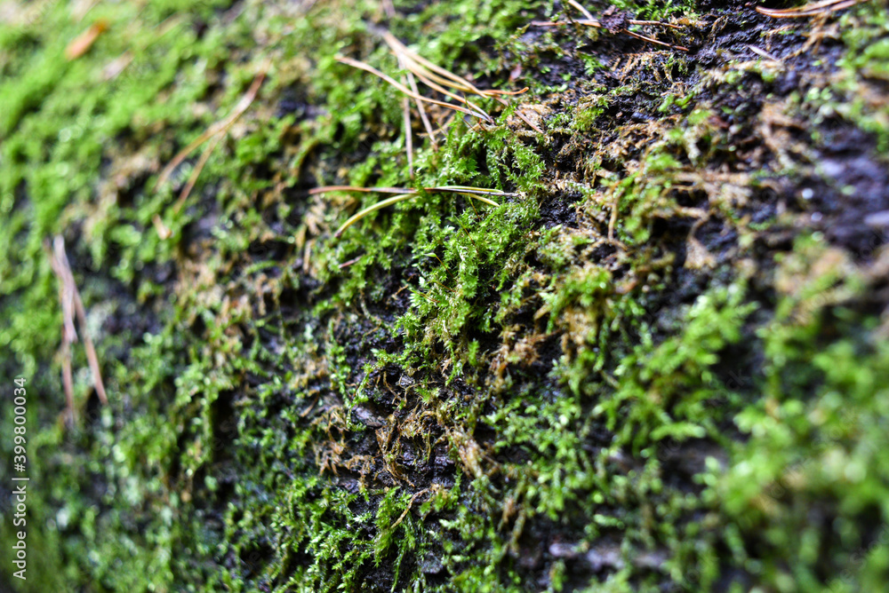 Green moss in the forest on a tree. Green moss in the forest on a tree.
