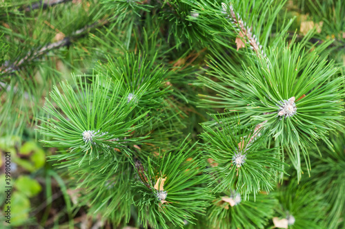 Spruce, green Christmas tree branch in the autumn park, New Year background with copy space for text.