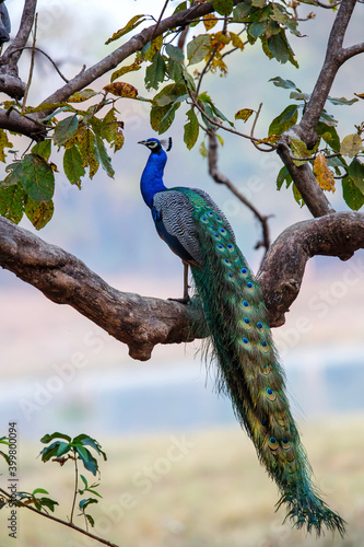 Indian peafowl (Pavo cristatus), also known as the common peafowl, sitting in a tree in Kanha National Park in India photo