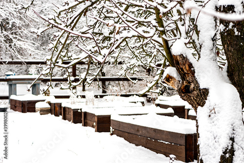 Winter vegetable garden with raised wooden beds covered with snow