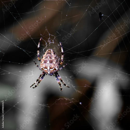 Spider cross hanging on a web, close-up, dark backgrund