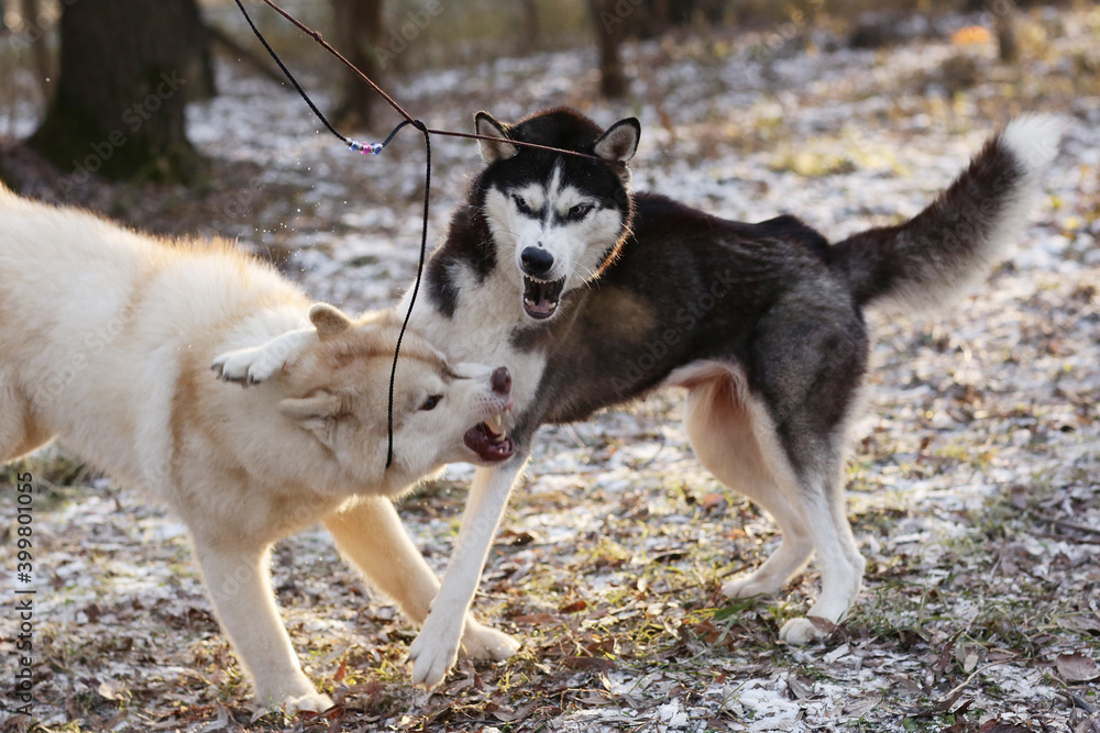two husky dogs play in snowy city park close up photo