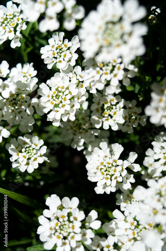 white flowers background