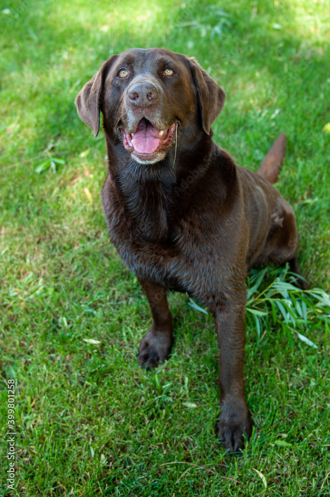 chocolate labrador retriever