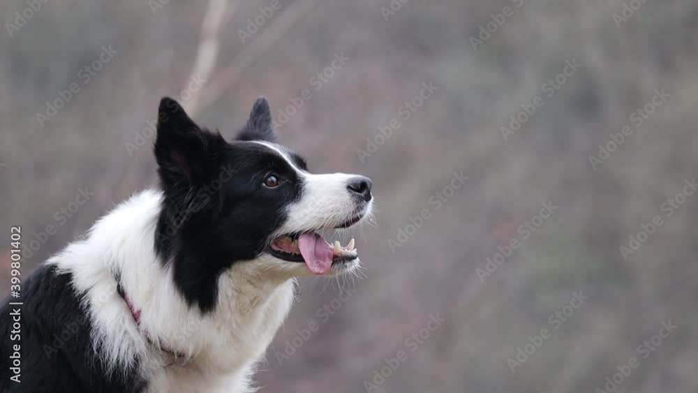 Close-up of Border Collie Breathing in Cold Weather in Winter Forest. Black and White Dog Breathing with Tongue Out in Nature. Close-up of Border Collie Breathing in Cold Weather in Winter Forest. Black and White Dog Breathing with Tongue Out in Nature.