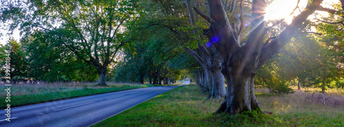 Early morning autumn light on the beech tree avenue near Kingston Lacy, Dorset photo