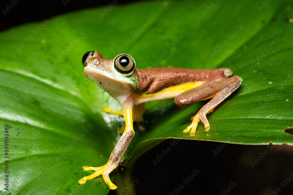 Obraz premium Closeup of a lemur leaf frog on a plant