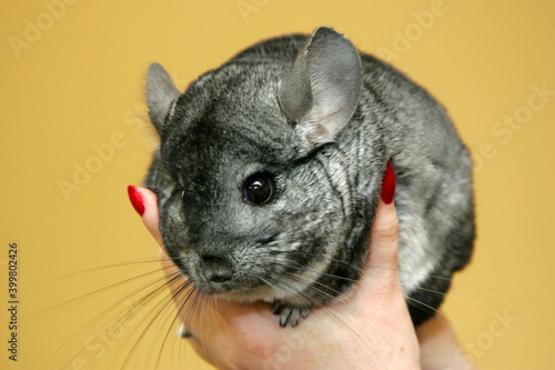 A small gray chinchilla sits on the human hands