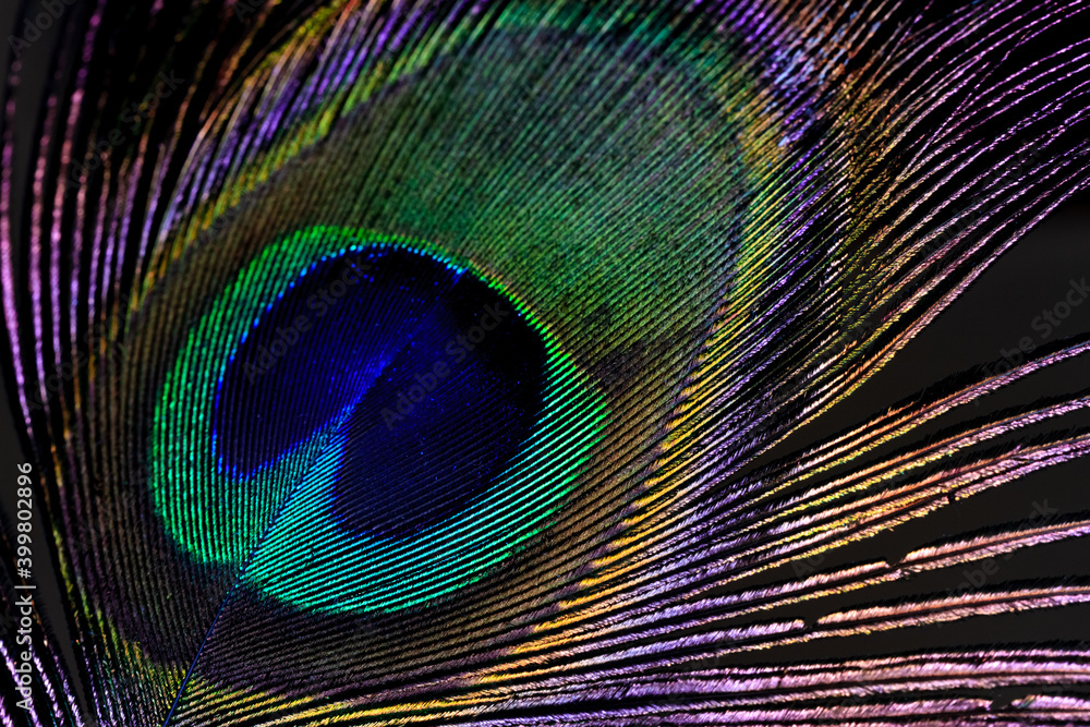 Obraz premium Pluma de pavo real