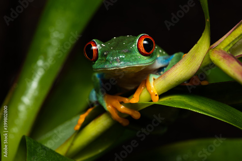 Portrait of a red eyed tree frog © Thorsten Spoerlein
