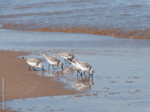 beautiful  brids eating and living close to the beach  © yassine_photography