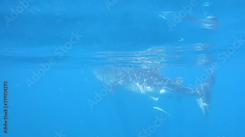 Whale Shark Swimming in the Ocean photo
