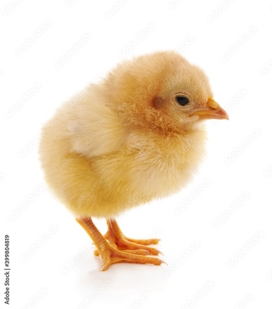 Fototapeta premium Small yellow chicken.