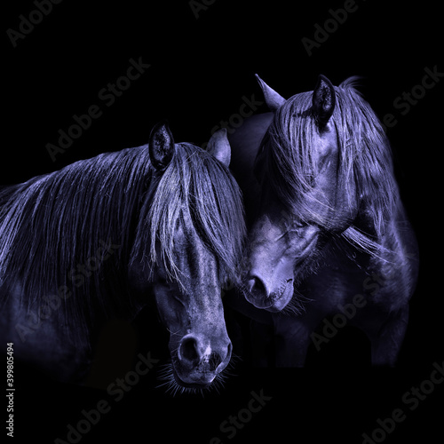 dwa-konie