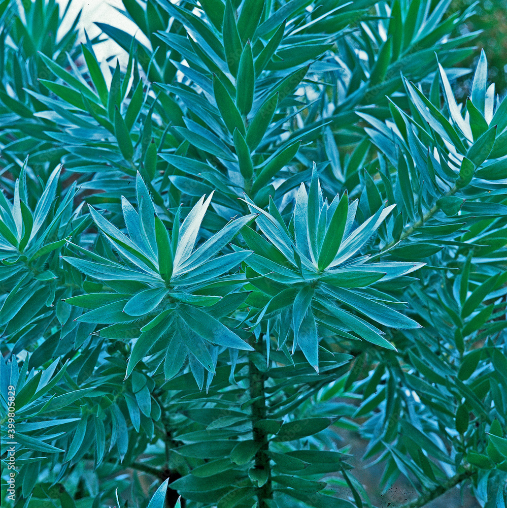 Leucadendron argenteum, Silver Tree close up in a Cornish garden Leucadendron argenteum, Silver Tree close up in a Cornish garden
