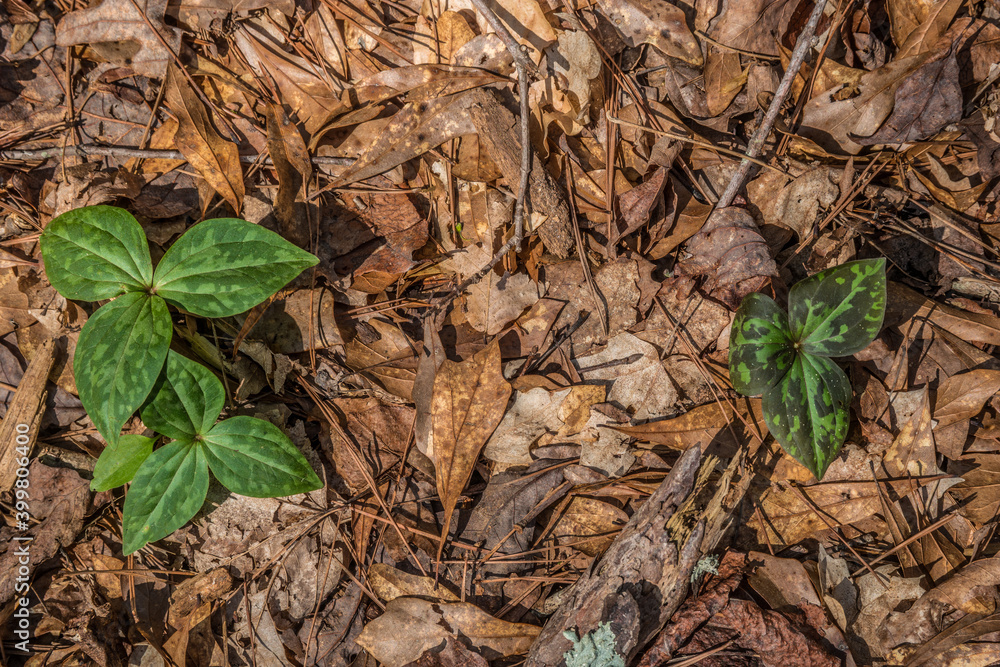 Trilliums emerging in the forest Trilliums emerging in the forest