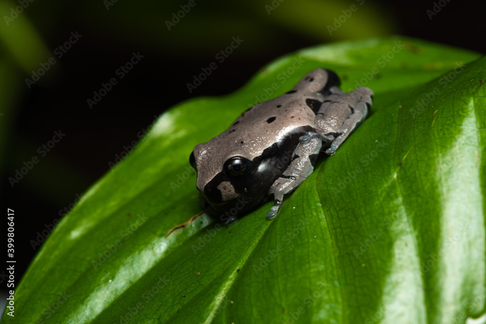 Obraz premium Freshly metamorphosed spiny-headed treefrog on a leaf