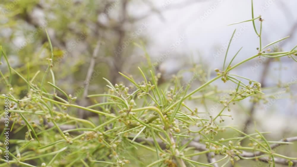 Yellow and green grass blowing in the wind, silver grass. Footage. Closeup nature background with small flower sway in the wind. Yellow and green grass blowing in the wind, silver grass. Footage. Closeup nature background with small flower sway in the wind.