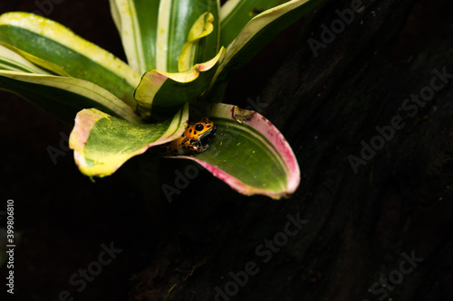 Slika na platnu Adult female strawberry poison dart frog in a bromeliad