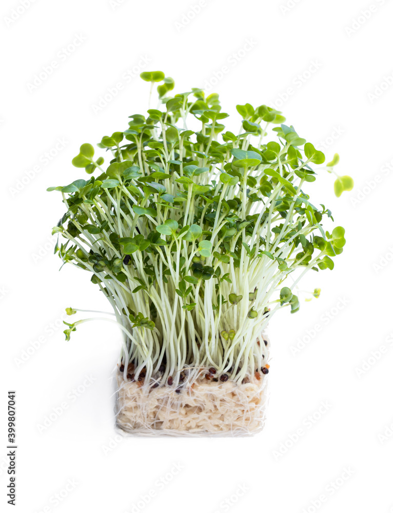 Cress salad isolated on white Cress salad isolated on white