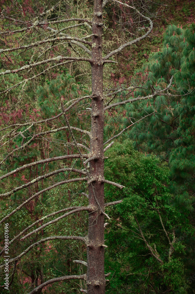 Fototapeta premium pine in the forest