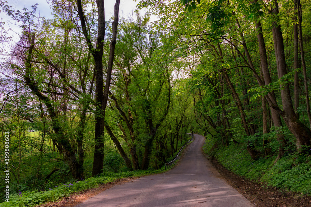 Naklejka premium Country Road with shading trees in Tennessee
